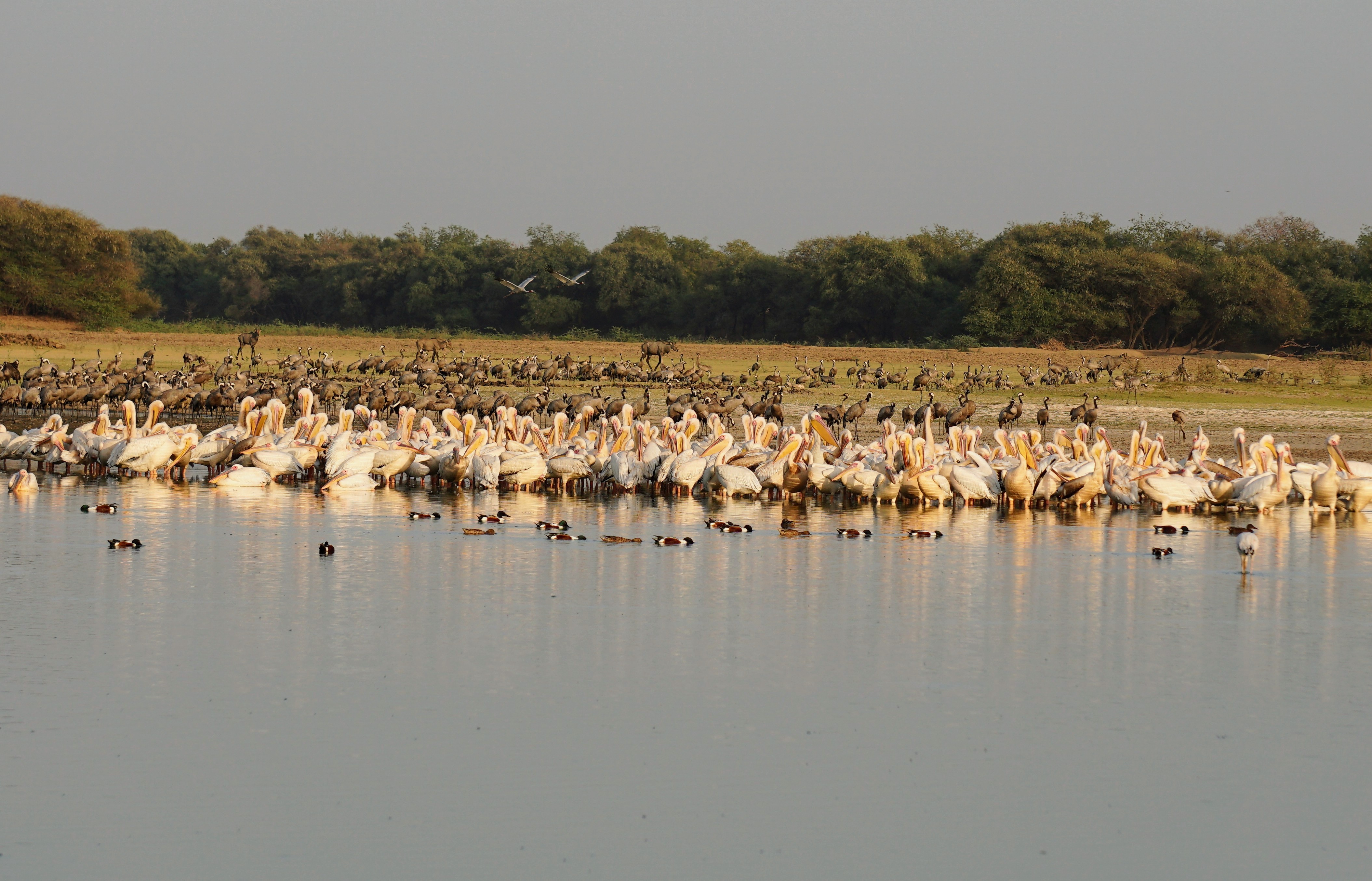 Landscape of Thol 